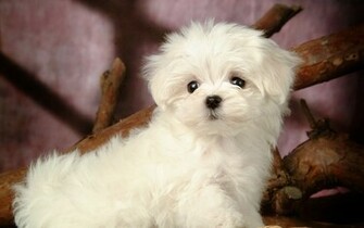 Puppy Dogs White Maltese Puppies Wallpaper No