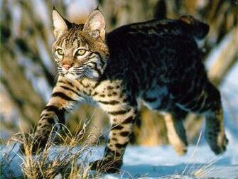 Bobcat Wallpaper