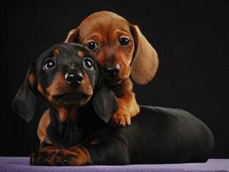 Desktop Weiner Dog Wallpaper Image In Collection