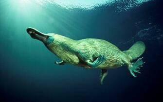 Platypus HD Wallpaper Background