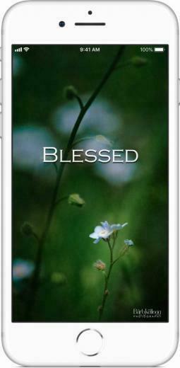 Blessed Wallpaper Background Barraques Cat