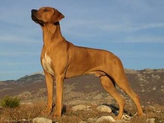 Valentine Day Wallpaper Rhodesian Ridgeback