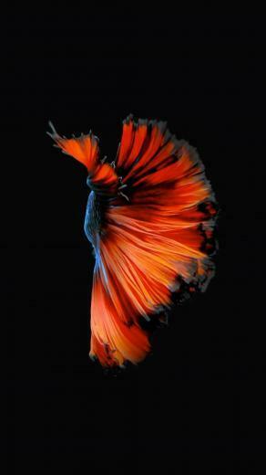 Get Apple S Live Fish Wallpaper Back On Your iPhone Ios
