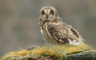 Owl High Quality And Resolution Wallpaper On Hqwallbase