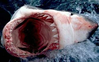 Shark HD Wallpaper Great Fish Desktop