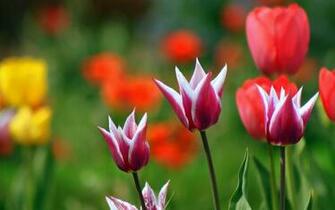 Marvelous Flowers Full HD Wide New Wallpaper