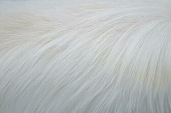 White Fur Background Texture