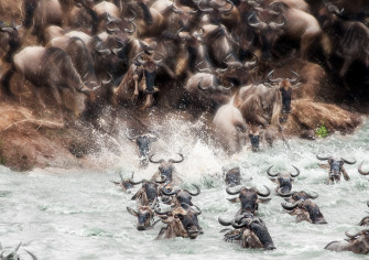 Wildebeest Wallpaper