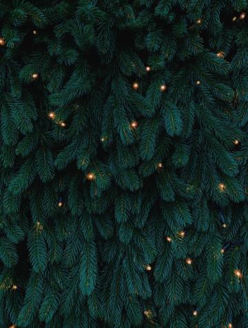 Photo Of Green Leafed Plants Image