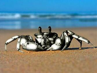 Tag Crab Wallpaper Background Photos Image And Pictures For