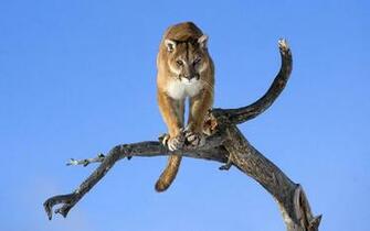 Puma Animal Wallpaper HD Background Of Your Choice