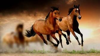 Horse Wallpaper HD Horses