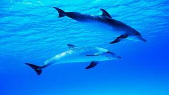 Dolphin Wallpaper HD Desktop Wallapers High