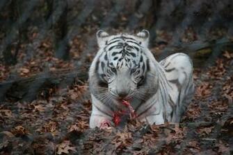 Tiger Wallpaper White Cub