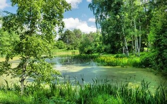 Pond Wallpaper