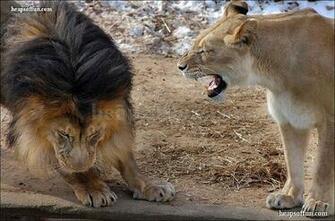 Funny Lions Widescreen Wallpaper