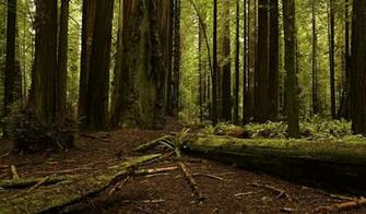 Nature Trees Forest Branch Green Dead Leaves Moss