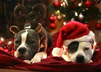 Pitt Bull Pit Bulls