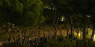 When The Woods Are Scary Enchanted Forests Like Brothers Grimm Broken