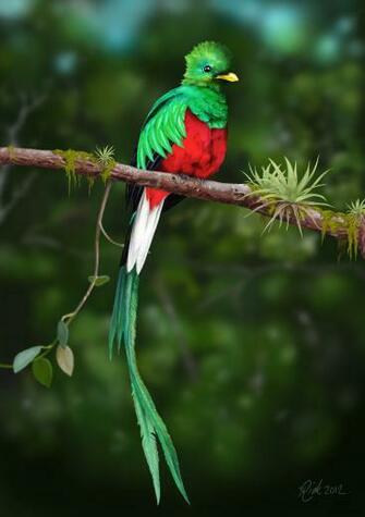 Quetzal Beautiful