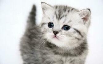 Cute Kitten Pussy Cat Uploaded Silvery