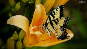 On Image To Enlarge Right Click Save Them And Set As Wallpaper
