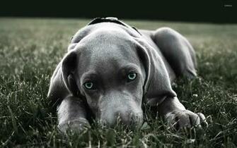 Weimaraner Wallpaper Click For More Like