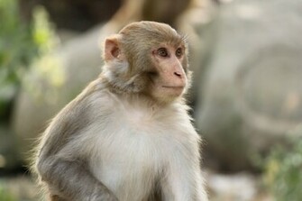 Best Beautiful Wallpaper Monkey Indian Funny Spiderman