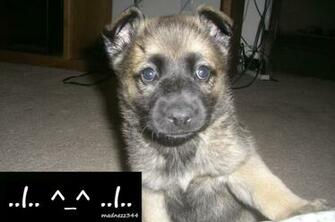 Baby German Shepherd By Madnezz344