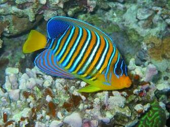 Welcome Beautiful Fish Wallpaper