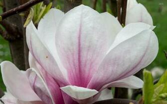 White Magnolia Wallpaper Flower