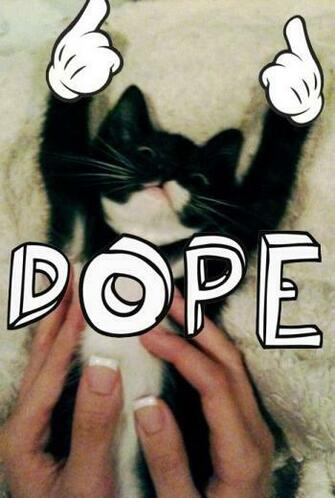 Dope Kitty Kitten