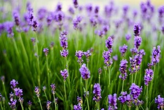 Lavender Flowers Wallpaper HD Topwallpaper