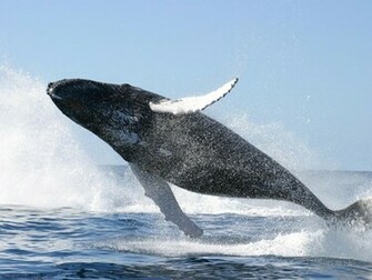 Blue Whale Wallpaper Jpg