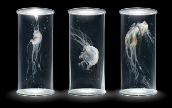 Fantasy Creature Picture Image Abyss