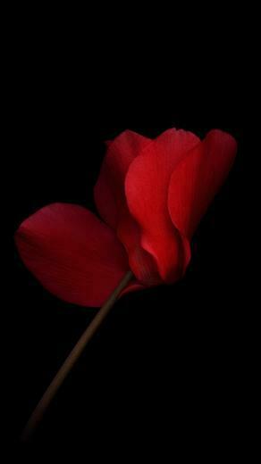 Vivo Xplay5 Wallpaper D4 D6 Begonia