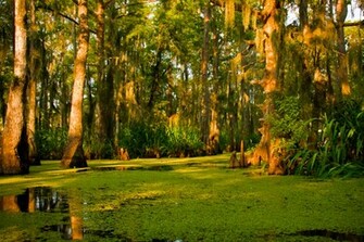 Swamp Gallery Penguin Photo Album
