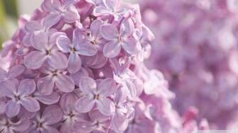 Pink Lilac Flowers Wallpaper HD