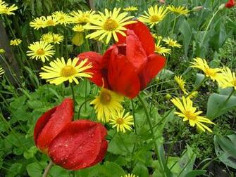 Funny Pictures Gallery Flower Background Wallpaper