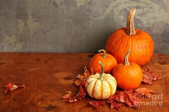 Decorative Fall Pumpkins By Verena Matthew