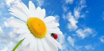 The Best Flowers 3d Wallpaper Enjoy It Please To Set Spring