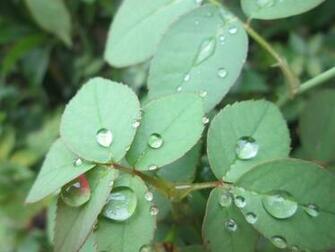 Rose Leaves With Water Drops Jpg