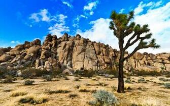 Joshua Tree National Park Computer Wallpaper Desktop
