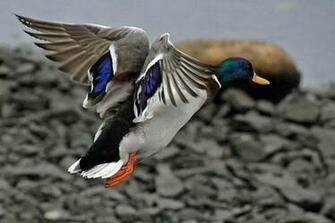 Flying Duck Wallpaper