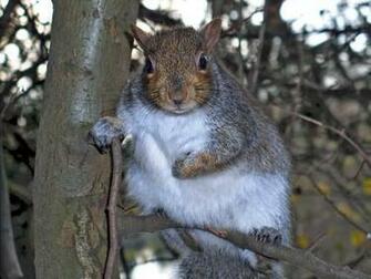 Grandpa Squirrel Screensaver Screensavers
