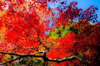 Desktop Wallpaper Fall Foliage In HD