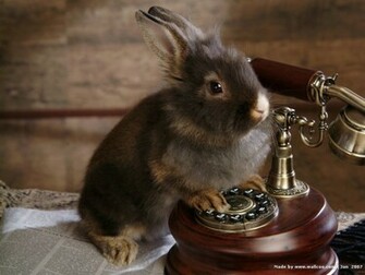 Baby Lionhead Bunnies Studio Photography Of Bunny No