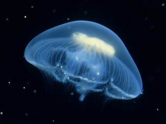 Jelly Fish Wallpaper