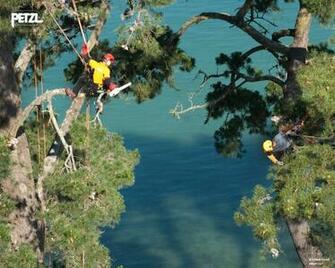 Petzl Wallpaper Tree Care Allsports Equipment