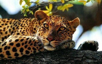 HD Animal Wallpaper With A Resting Cheetah In Tree